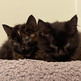 Lefty and Stubs-2-crop